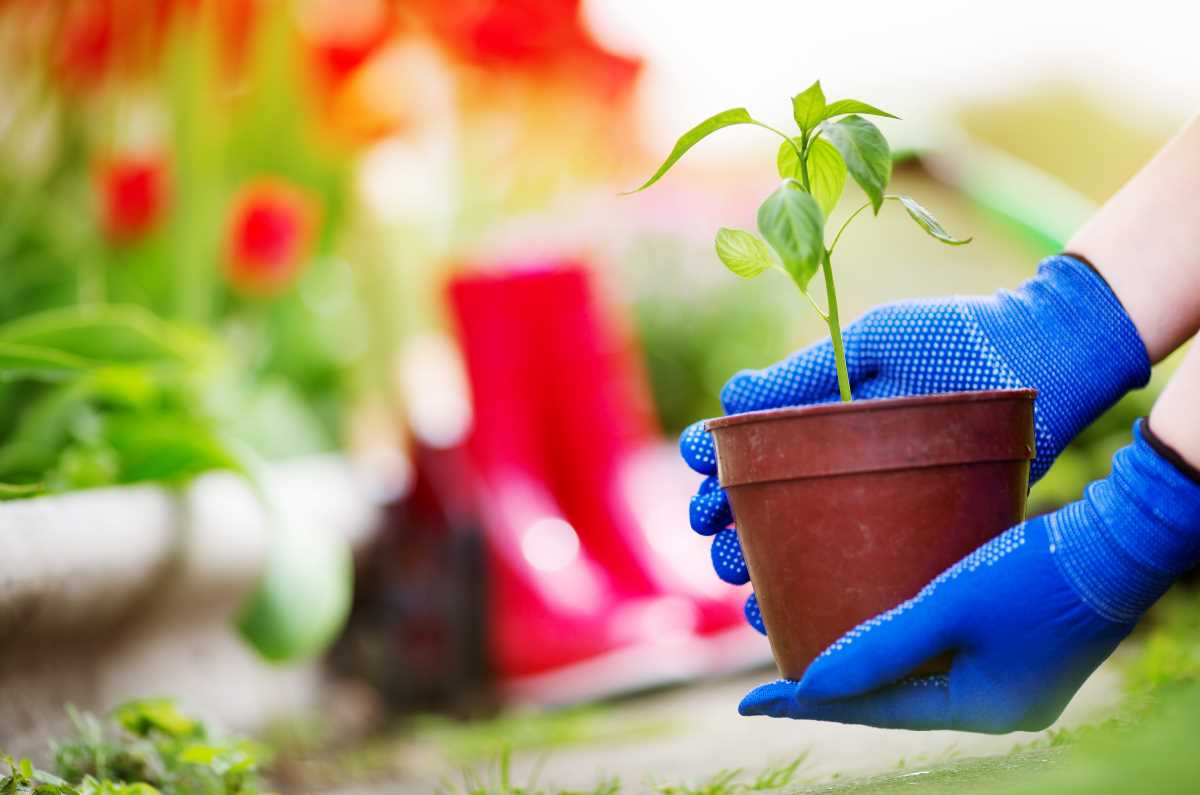 gardening-web.jpg